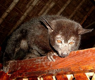 Silber Bushbaby, Silver Galago Hemingway Lodge - Masai Mara